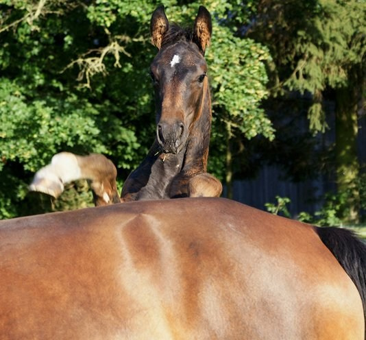 How to buy a horse. Liana Antanovich | Equestrian Strategies