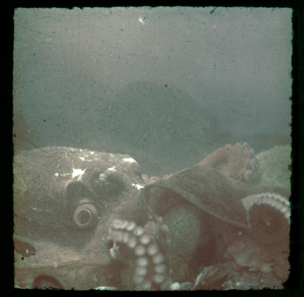 Пионеры советского подводного кино для журнала Mare. Пётр Антонов