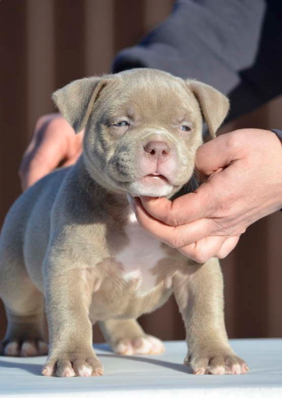 официальный питомник Американских Булли в Кургане