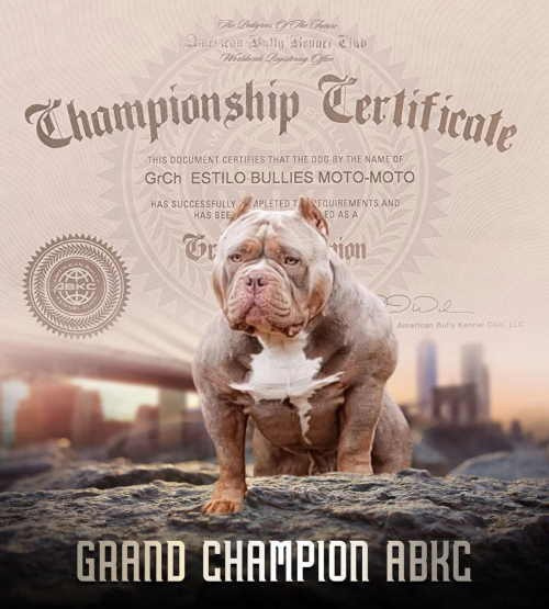 Очень крутая презентация чемпиона American Bully