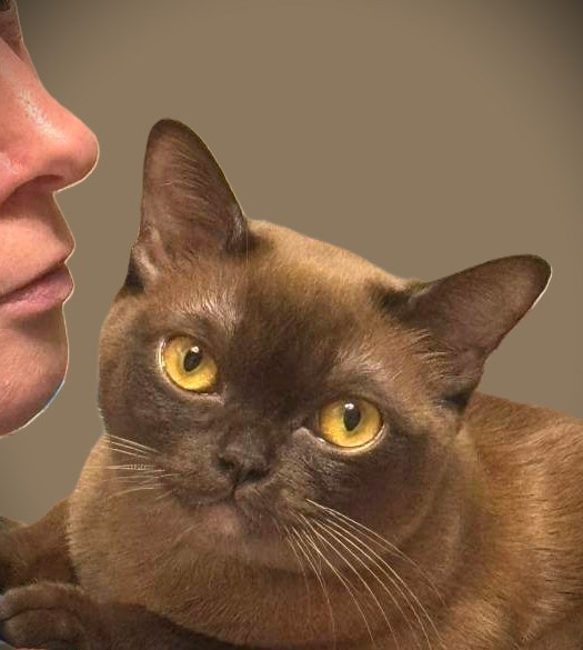 Котёнок американской бурмы. Las Burmas — питомник американской бурмы традиционных линий