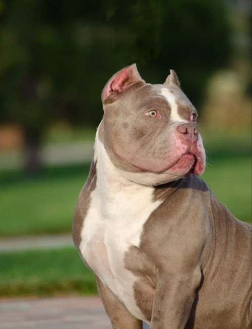 щенки булли стандарт из официального питомника