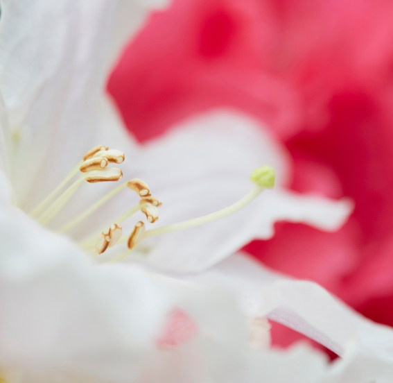 Коллекция «ПРИКОСНОВЕНИЕ». Лена Сми интерьерный и портретный фотограф. Москва и Санкт-Петербург