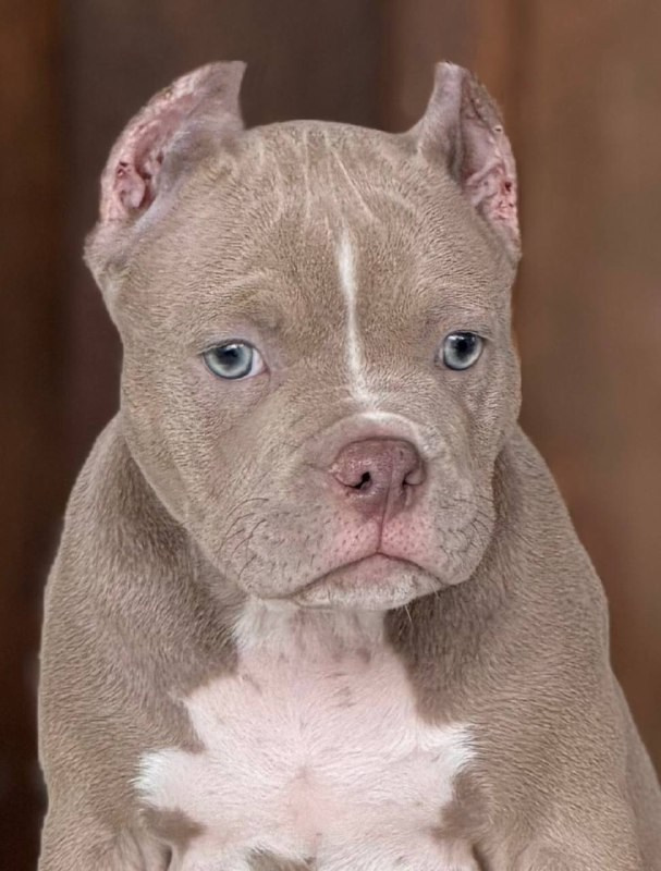 Щенки Американский булли. ПИТОМНИК СОБАК ПОРОДЫ АМЕРИКАНСКИЙ БУЛЛИ