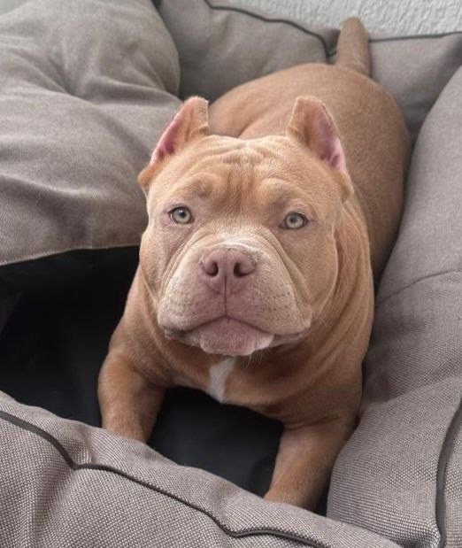 кобель на вязку American Bully в Тюмени