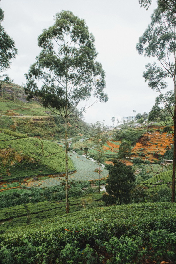 Отчет о путешествии на Шри-Ланку, блог о путешествии на Шри-Ланку. Свадебный фотограф в Санкт-Петербурге Никита Кузякин