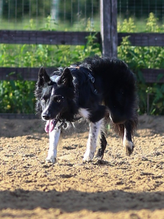 Пастьба. Фотограф-анималист в Москве Кириллова Татьяна
