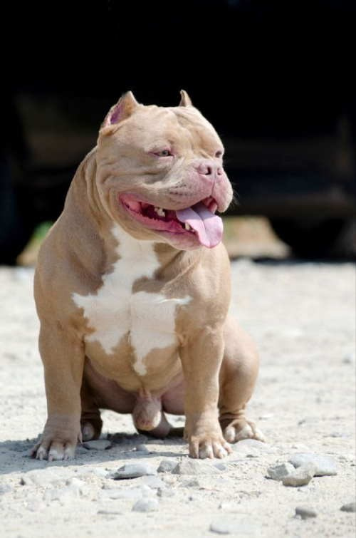 лиловый кобель американский булли из питомника в Сочи