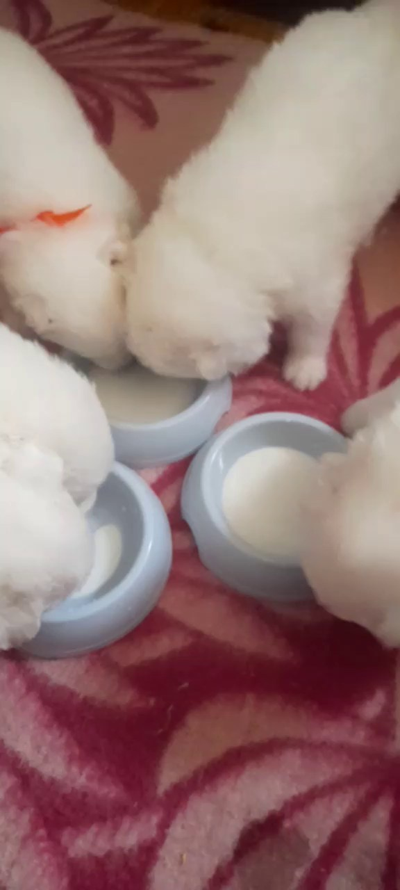 Помет «Р» 04.10.2023 д. р. Самоед Новосибирск