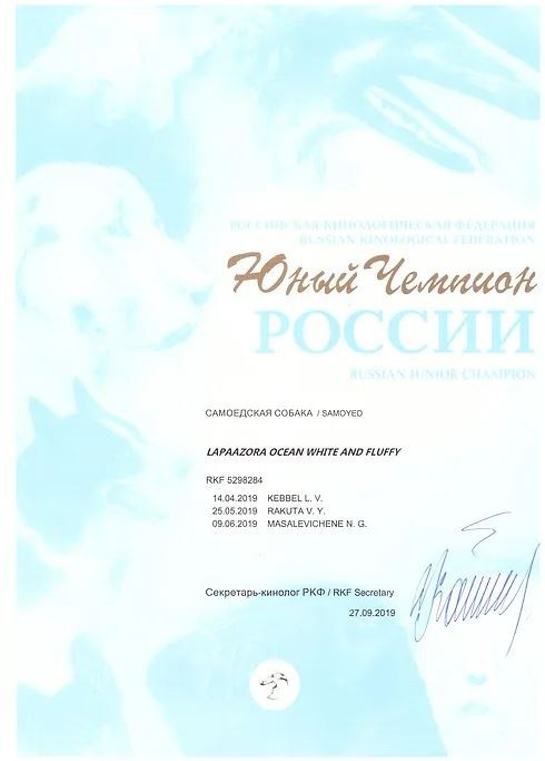 Родители / Щенки. Самоед Новосибирск