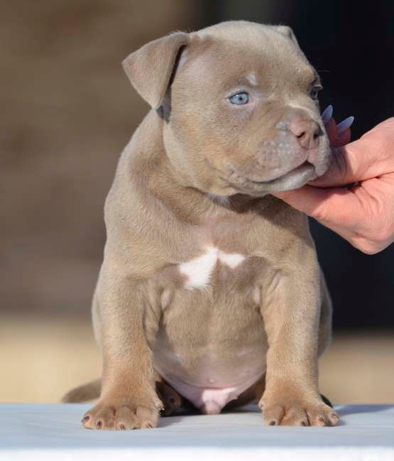 Дети Камелия. ПИТОМНИК СОБАК ПОРОДЫ АМЕРИКАНСКИЙ БУЛЛИ