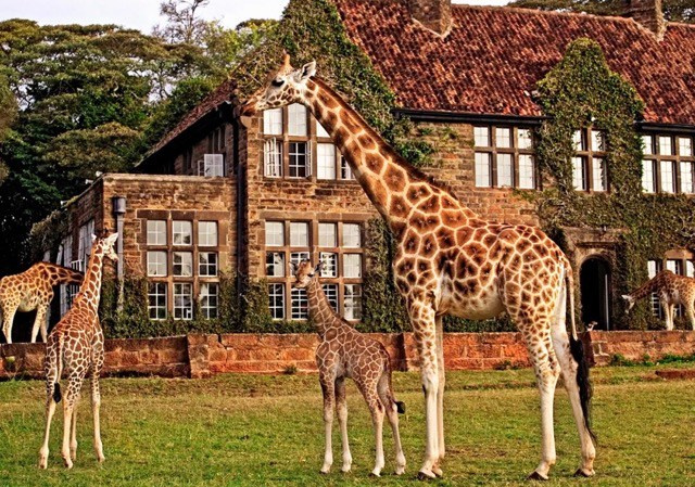 Giraffe Manor, Кения от 2400 долл. Фотограф для маркетплейсов Михаил Бове