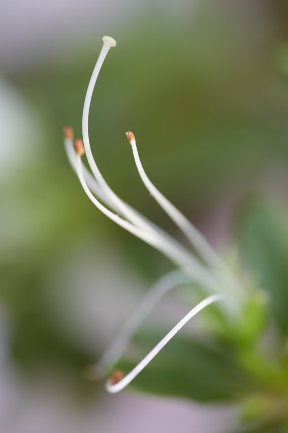 Коллекция «ПРИКОСНОВЕНИЕ». Лена Сми интерьерный и портретный фотограф. Москва и Санкт-Петербург
