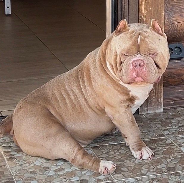 Родители NIRVANA KENNEL MESSI FOR FORTIS FORTUNA VALIDI. ПИТОМНИК СОБАК ПОРОДЫ АМЕРИКАНСКИЙ БУЛЛИ