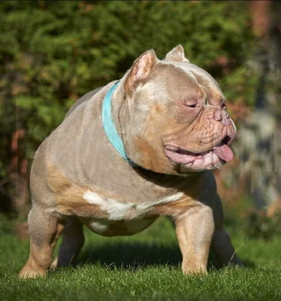 очень мощный булли в окрасе лиловый триколор