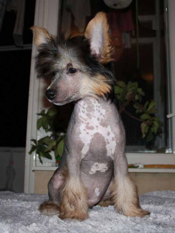 Нерону (Zlato Dinastii Neron) — 14 лет. Поздравляем тебя, наш знаменитый папа!. Питомник китайских хохлатых собак Poale Ell: купить щенка