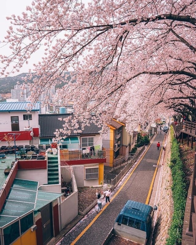 Traditional hanbok photoshoot under cherry blossoms Busan Korea. Panduan lokasi terbaik melihat bunga sakura di Busan Korea Selatan