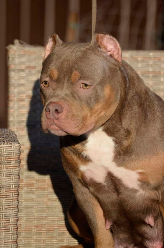 американский булли в окрасе лиловый триколор 