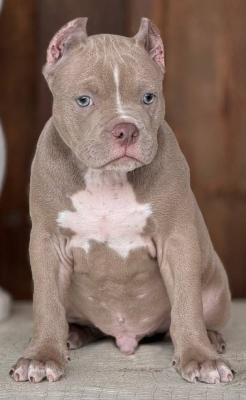 Щенки Американский булли. ПИТОМНИК СОБАК ПОРОДЫ АМЕРИКАНСКИЙ БУЛЛИ