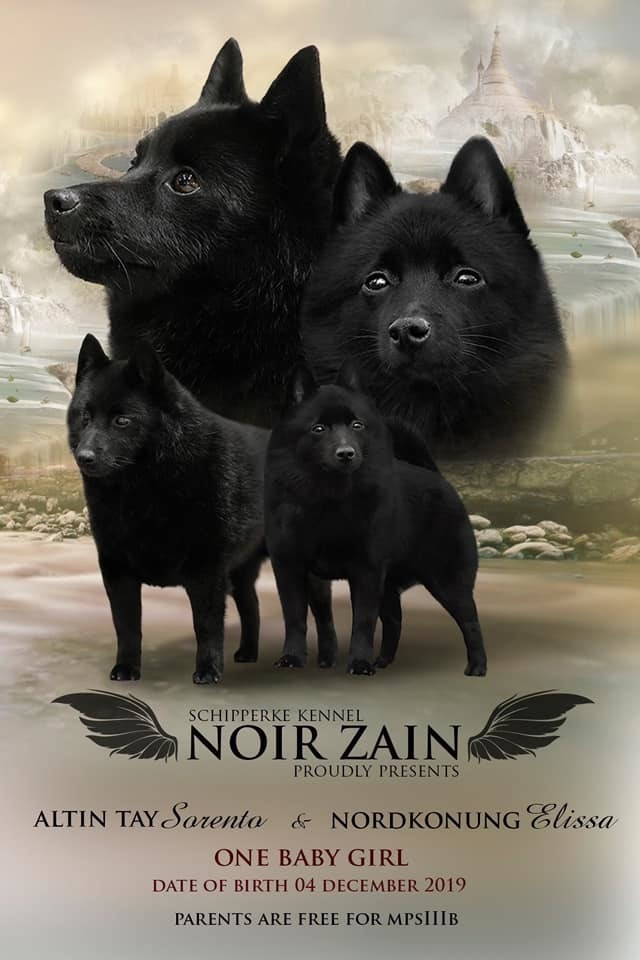 Презентации / реклама. Фотограф — анималист в Санкт — Петербурге Анна Орис