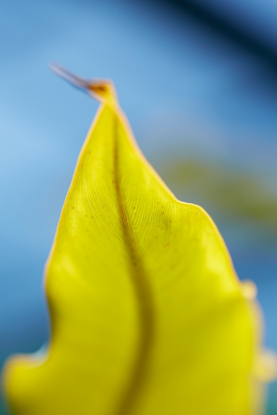 Коллекция «ПРИКОСНОВЕНИЕ». Лена Сми интерьерный и портретный фотограф. Москва и Санкт-Петербург