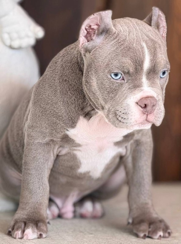 Щенки Американский булли. ПИТОМНИК СОБАК ПОРОДЫ АМЕРИКАНСКИЙ БУЛЛИ