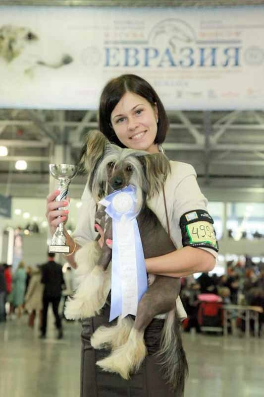Нерону (Zlato Dinastii Neron) — 14 лет. Поздравляем тебя, наш знаменитый папа!. Питомник китайских хохлатых собак Poale Ell: купить щенка