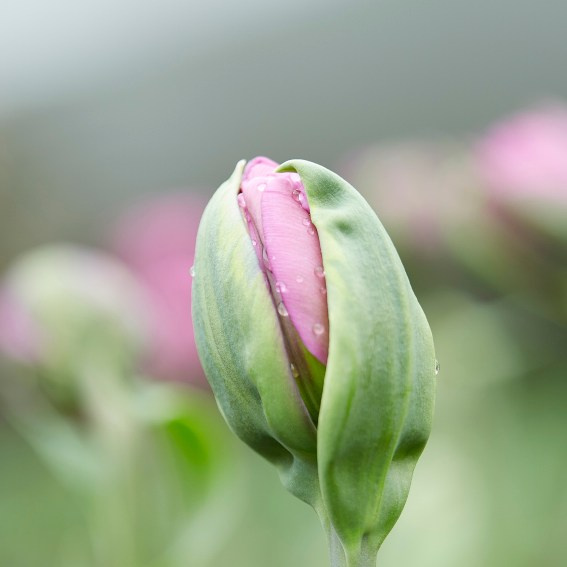 Коллекция «ПРИКОСНОВЕНИЕ». Лена Сми интерьерный и портретный фотограф. Москва и Санкт-Петербург