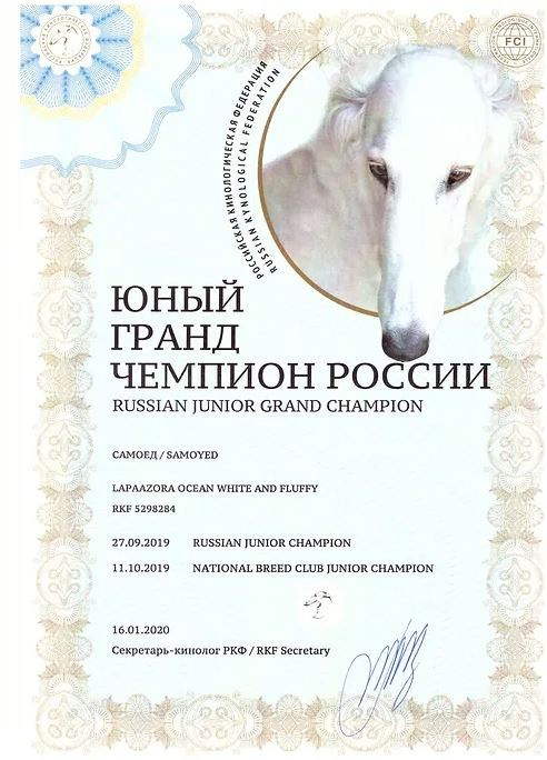 Родители / Щенки. Самоед Новосибирск