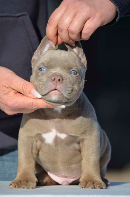 Дети Камелия. ПИТОМНИК СОБАК ПОРОДЫ АМЕРИКАНСКИЙ БУЛЛИ