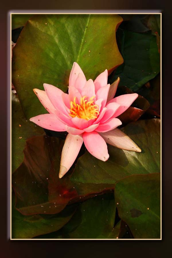 Ландшафтный дизайн. Skazka.wfolio.pro