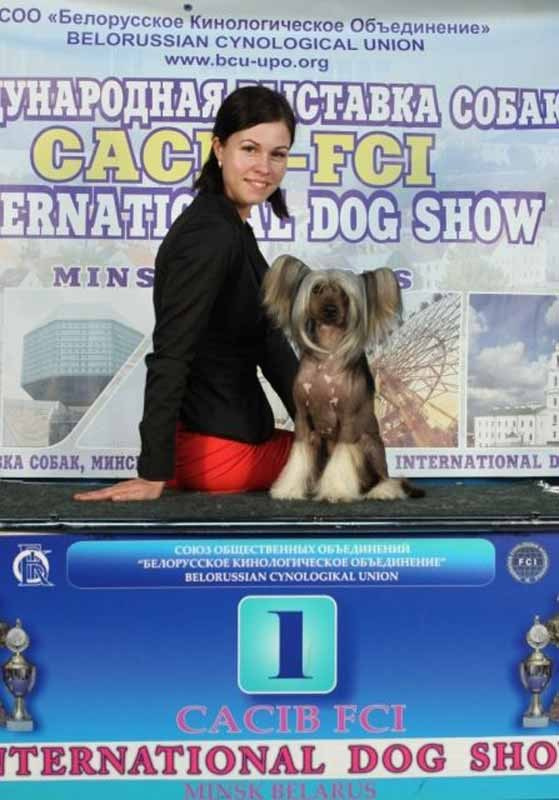 Нерону (Zlato Dinastii Neron) — 14 лет. Поздравляем тебя, наш знаменитый папа!. Питомник китайских хохлатых собак Poale Ell: купить щенка