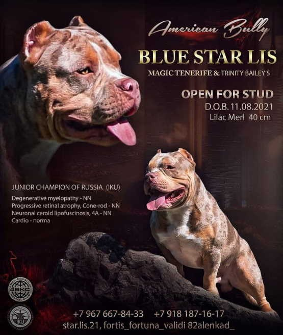презентация американского булли в мраморном окрасе