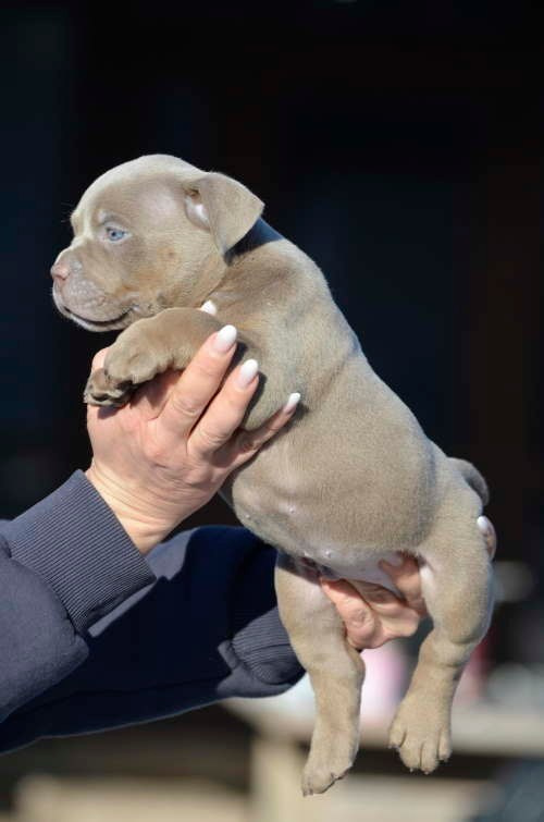 Дети Камелия. ПИТОМНИК СОБАК ПОРОДЫ АМЕРИКАНСКИЙ БУЛЛИ