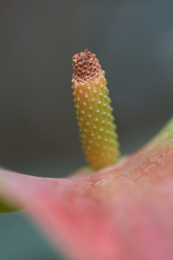 Коллекция «ПРИКОСНОВЕНИЕ». Лена Сми интерьерный и портретный фотограф. Москва и Санкт-Петербург