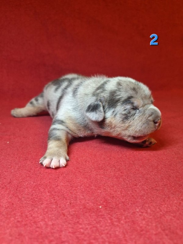 Щенки Американский булли. ПИТОМНИК СОБАК ПОРОДЫ АМЕРИКАНСКИЙ БУЛЛИ