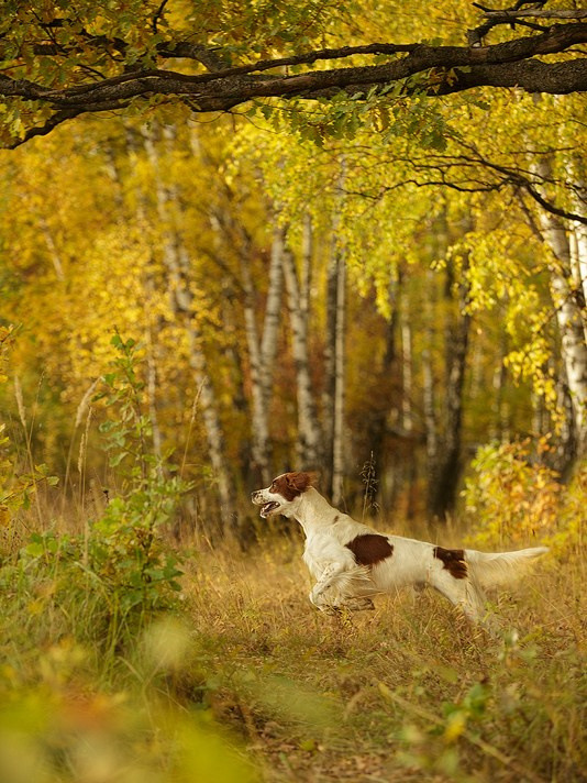 Съёмки собак на природе. Фотограф-анималист Natalia Deingel | Фотосъемка собак в Москве