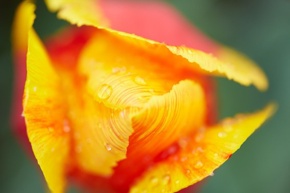 Коллекция «ПРИКОСНОВЕНИЕ». Лена Сми интерьерный и портретный фотограф. Москва и Санкт-Петербург