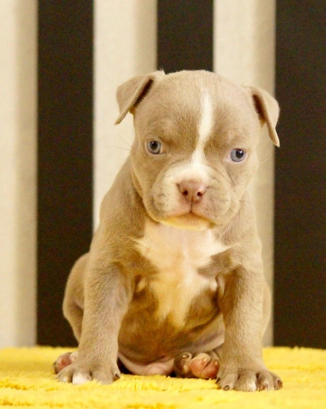Щенки Американский булли. ПИТОМНИК СОБАК ПОРОДЫ АМЕРИКАНСКИЙ БУЛЛИ