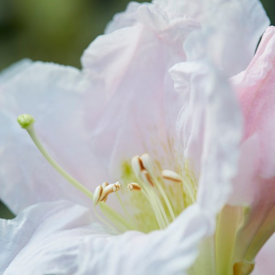 Коллекция «ПРИКОСНОВЕНИЕ». Лена Сми интерьерный и портретный фотограф. Москва и Санкт-Петербург