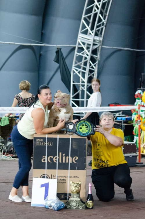 первое место на выставке Американский Булли 