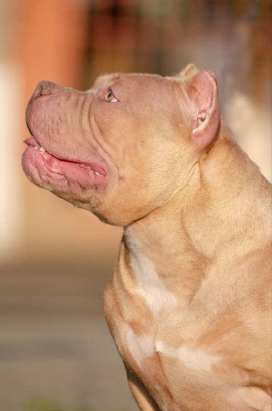 Купить щенка из американского булли в питомнике в адыгее