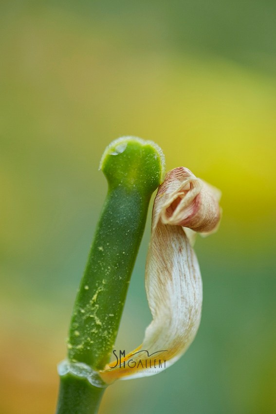 Коллекция «ПРИКОСНОВЕНИЕ». Лена Сми интерьерный и портретный фотограф. Москва и Санкт-Петербург