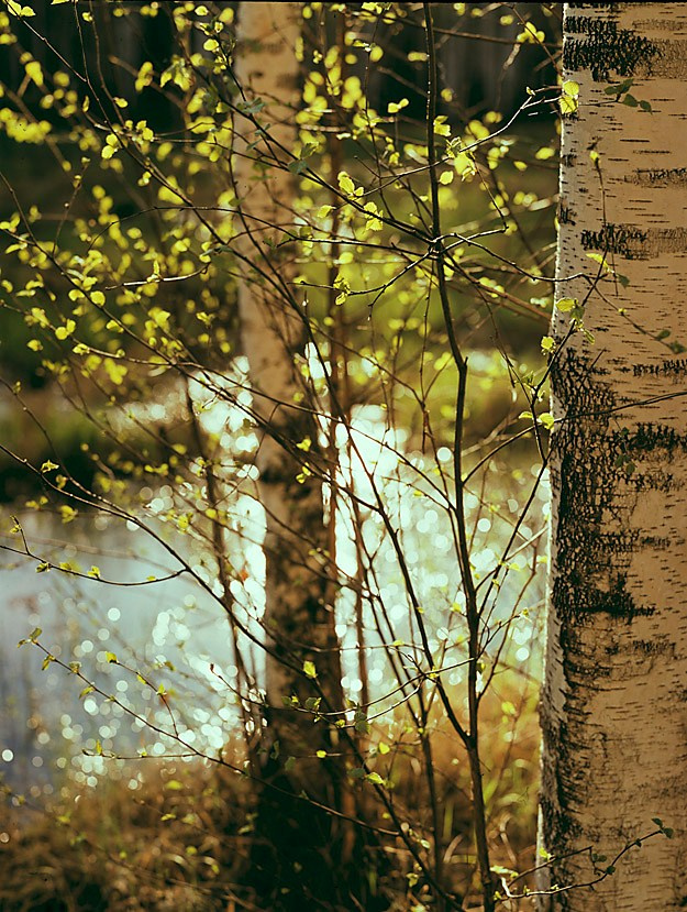 Весна. ВАДИМ ГИППЕНРЕЙТЕР — ВЕЛИКИЙ ФОТОГРАФ ЗЕМЛИ РУССКОЙ