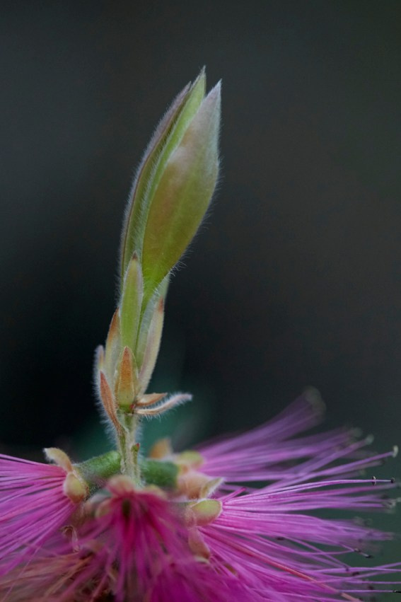Коллекция «ПРИКОСНОВЕНИЕ». Лена Сми интерьерный и портретный фотограф. Москва и Санкт-Петербург