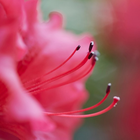 Коллекция «ПРИКОСНОВЕНИЕ». Лена Сми интерьерный и портретный фотограф. Москва и Санкт-Петербург