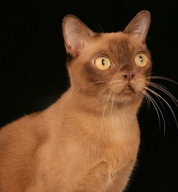 Котёнок американской бурмы. Las Burmas — питомник американской бурмы традиционных линий