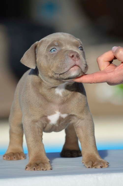 кобель на вязку American Bully в Кургане