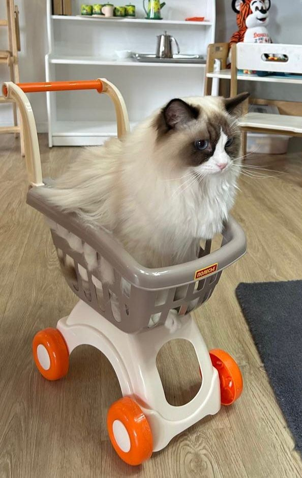 Выпускники Loyal Adore. Питомник рэгдолл Loyal Adore