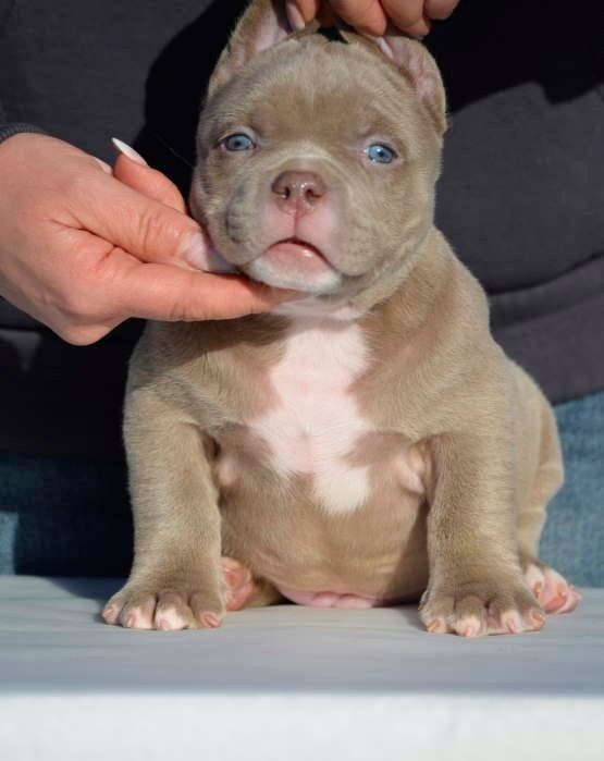 Дети Камелия. ПИТОМНИК СОБАК ПОРОДЫ АМЕРИКАНСКИЙ БУЛЛИ